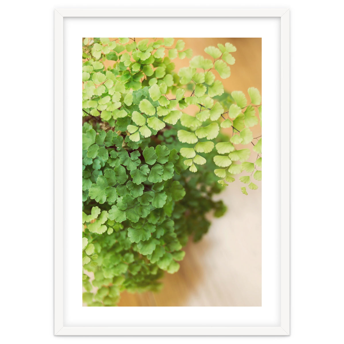 Maidenhair Queen