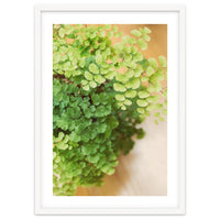 Maidenhair Queen