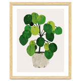 Pilea Plant thumbnail