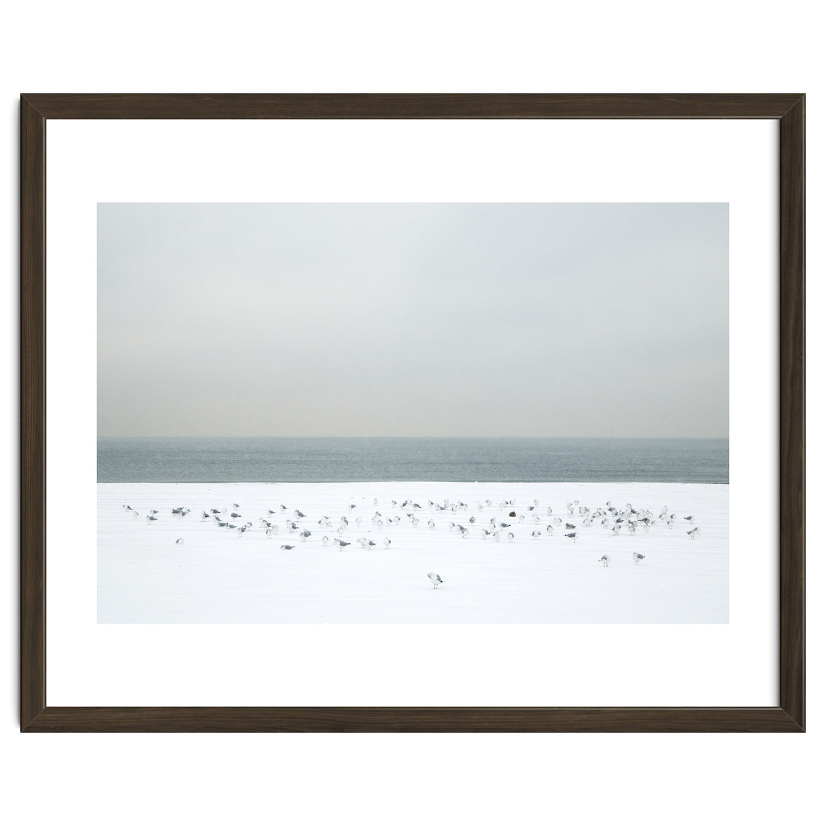 Seagulls in the winter snow beach