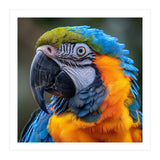 Close Up Portrait Of A Blue And Gold Macaw Parrot (Print Only) thumbnail