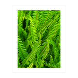 Green Ferns (Print Only) thumbnail