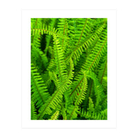 Green Ferns (Print Only)