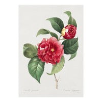 Pierre-Joseph Redouté – Finest Flowers and Fruits (1833) (Print Only)