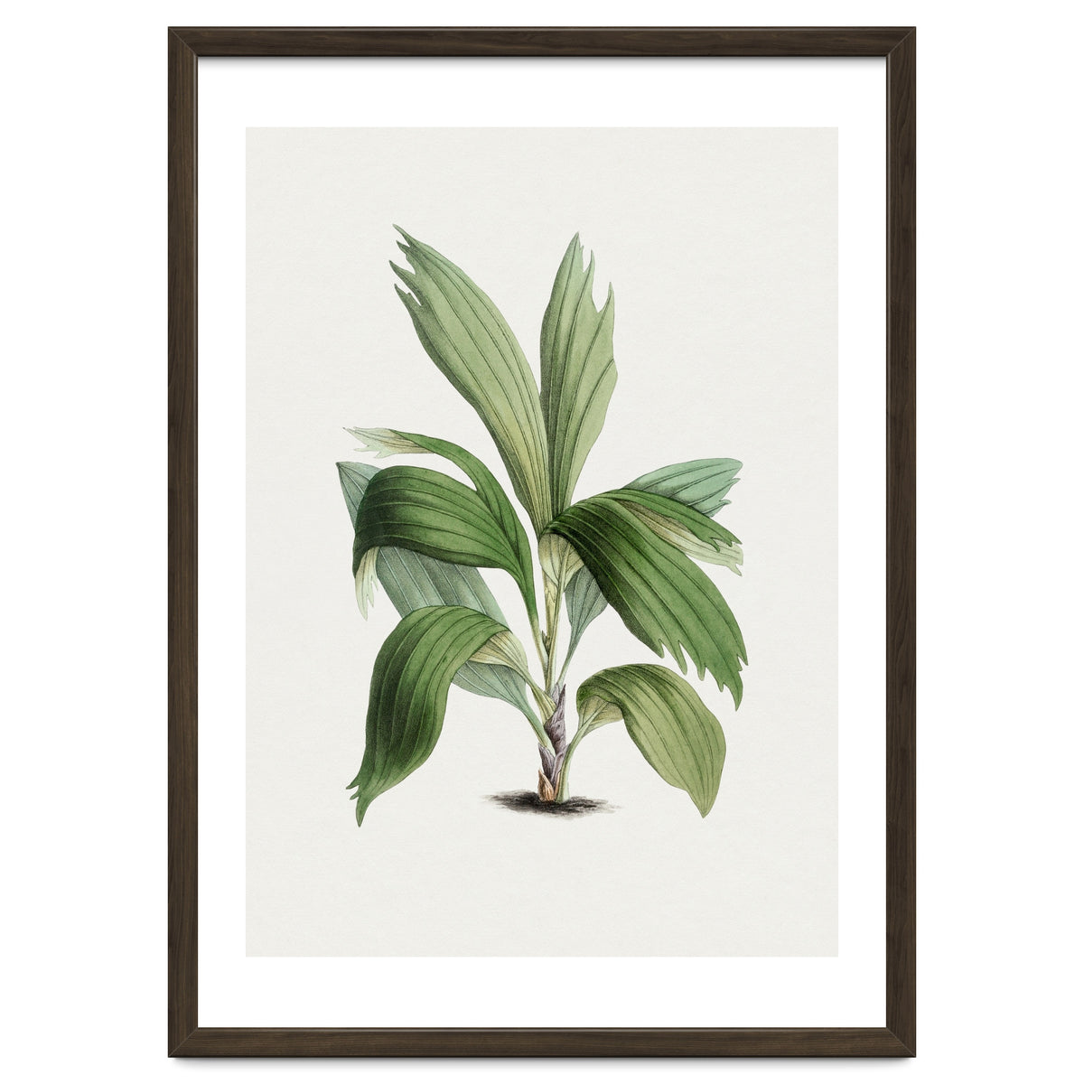 Areca Palm (Hand Drawn Botanical Illustration)