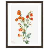 Mary Vaux Walcott – Scarlet Globe Mallow (Sphaeralcea grossulariaefolia) (1927) thumbnail