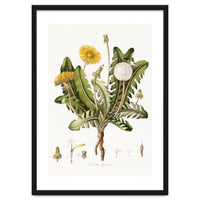 William Curtis – Dandelion (1777–1798)