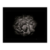 Backyard Flowers In Black And White No 81 with Border (Print Only) thumbnail