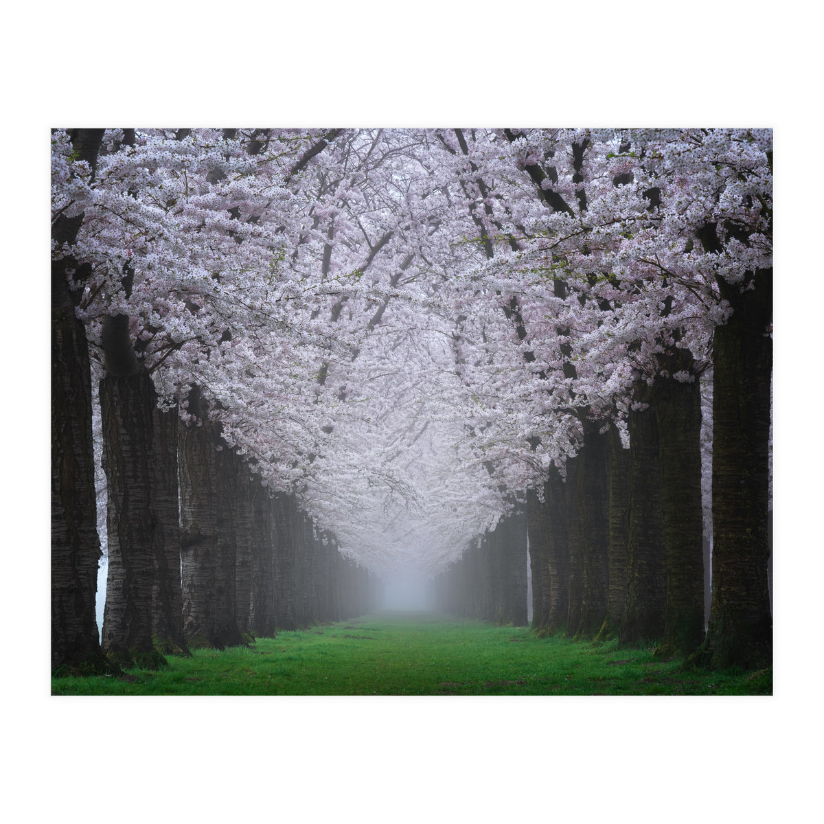 Cherry trees in the fog (Print Only)