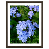 Blue Plambago Flowers thumbnail