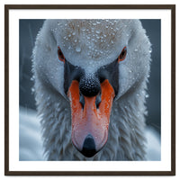 Close Up Of A Swan's Face With Water Droplets