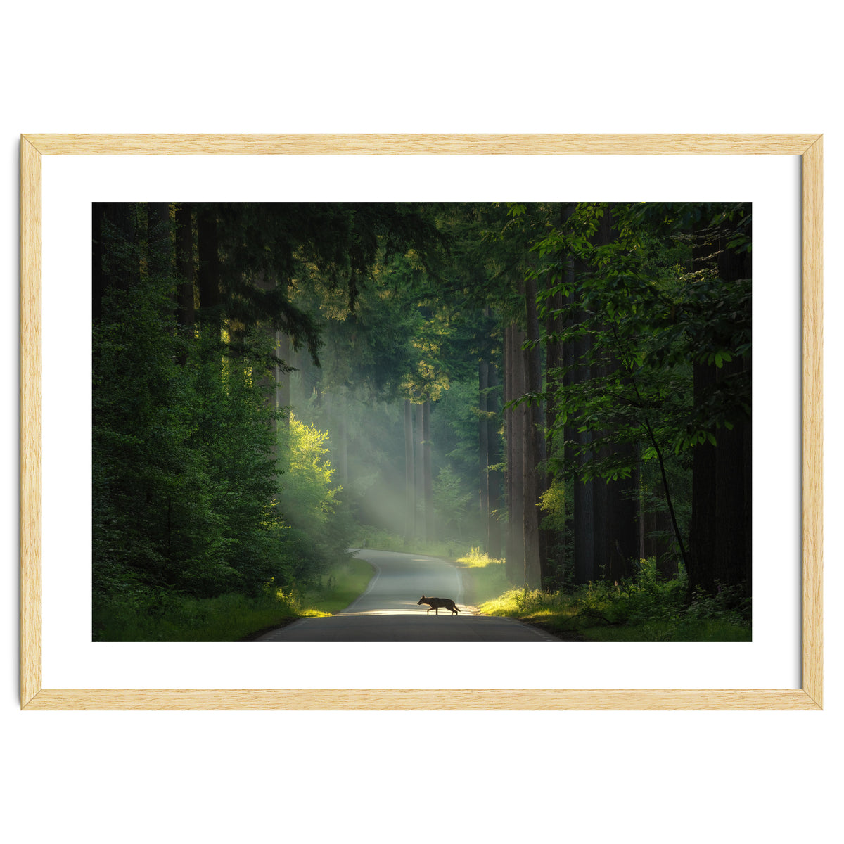 Wolf in the Netherlands