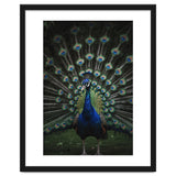 Peacock Portrait Photography thumbnail