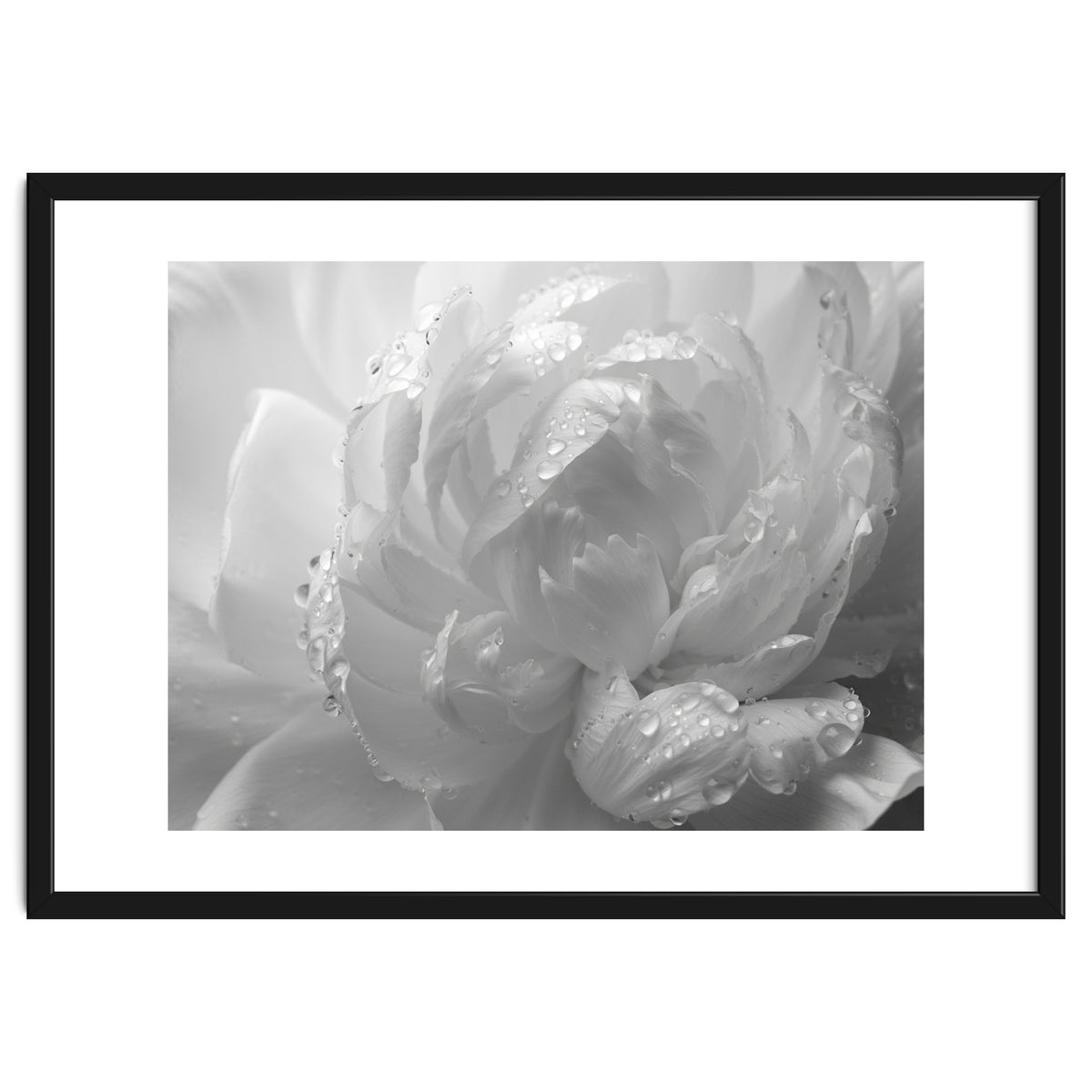 Ethereal Monochromatic Peony Petal Macro