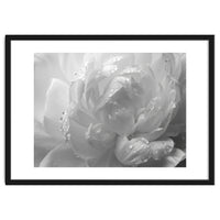 Ethereal Monochromatic Peony Petal Macro