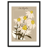Flower Market Los Angeles Echinacea thumbnail