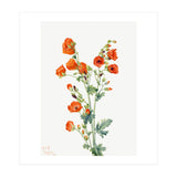 Mary Vaux Walcott – Scarlet Globe Mallow (Sphaeralcea grossulariaefolia) (1927) (Print Only) thumbnail