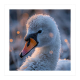 Close Up Frosty Swan Head During Golden Hour (Print Only) thumbnail