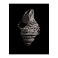 Shells No 2 (Print Only)