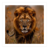 Majestic Lion King Of The Savannah In Dry Grass (Print Only) thumbnail