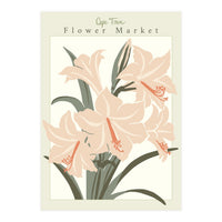 Flower Market Cap Town Amaryllis (Print Only)