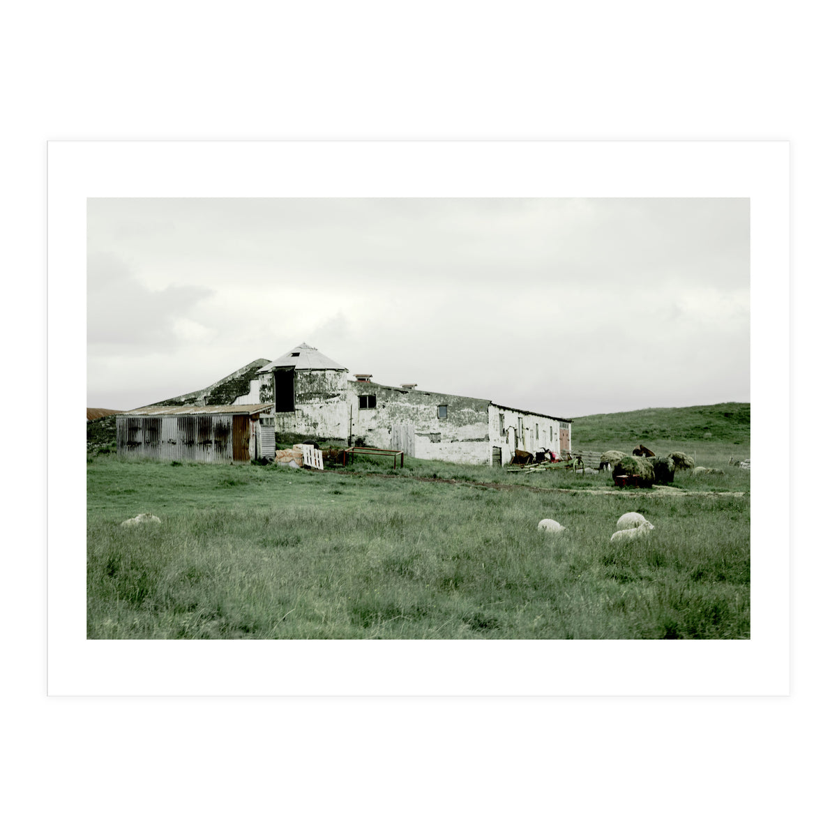 Sheep with a farmhouse - Iceland  (Print Only)