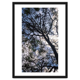 Tree from below thumbnail