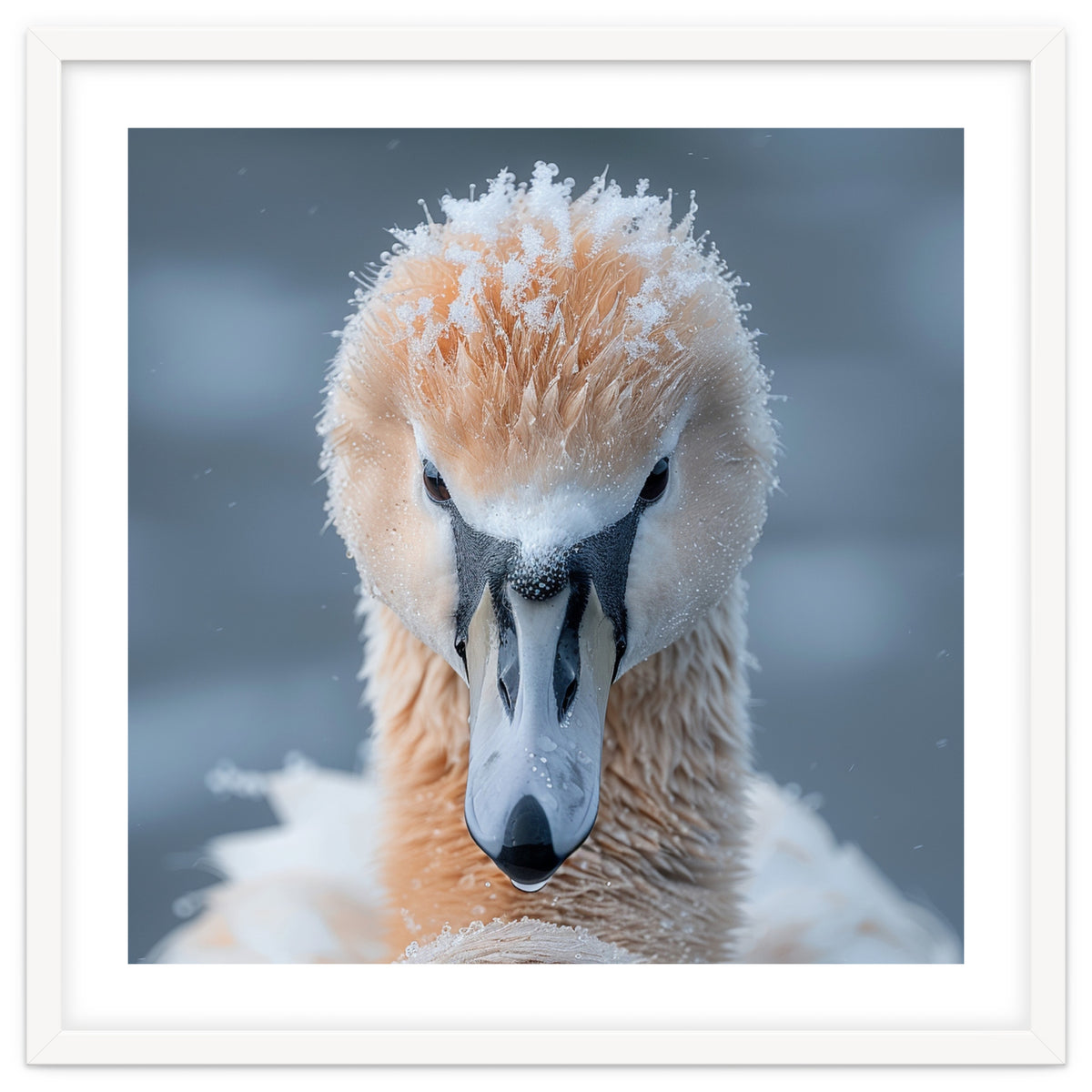 Majestic Swan Covered In Frost And Snow