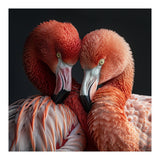 Close Up Of Two Flamingos Nuzzling Together (Print Only) thumbnail