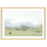 Relaxing horses on a sunny day calm field - Iceland thumbnail