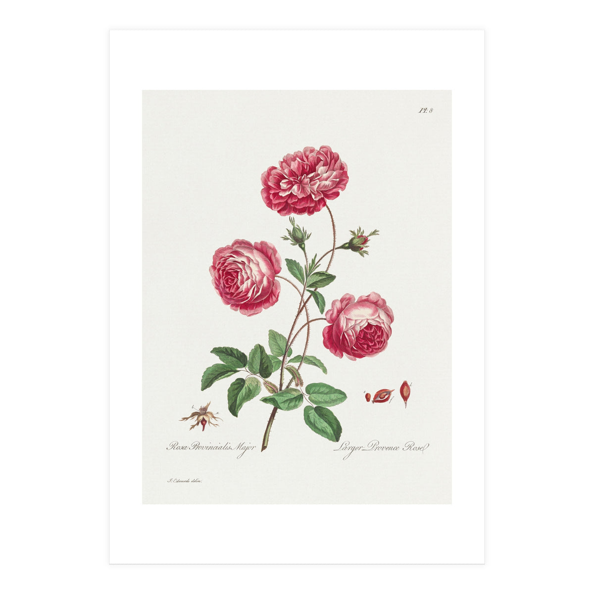 John Edwards – Larger Provence Rose (1770–1775) (Print Only)