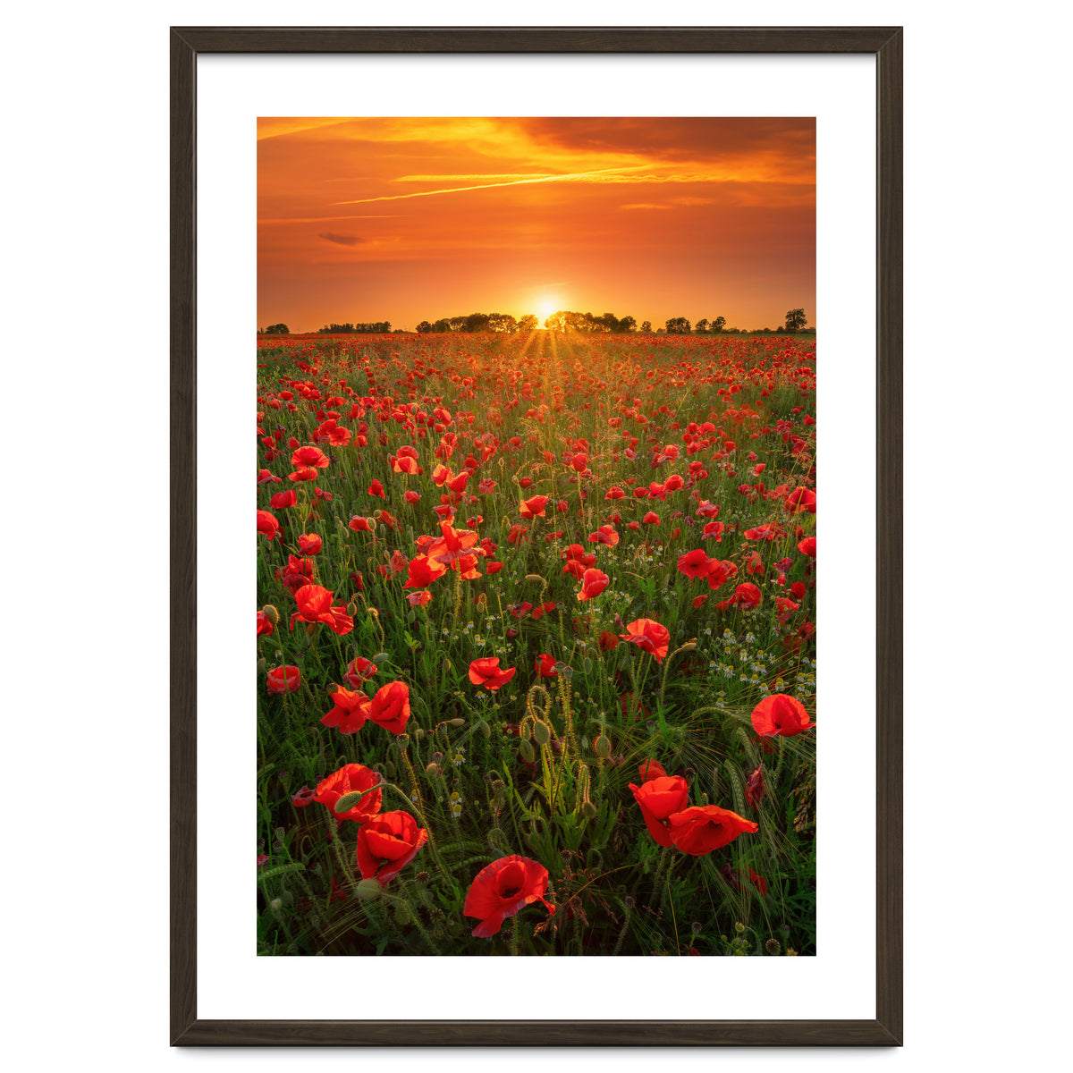 Poppies At Sunset