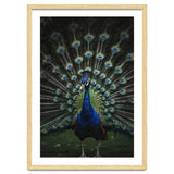 Peacock Portrait Photography thumbnail