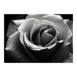Ethereal Monochromatic Rose Petal Macro (Print Only) thumbnail