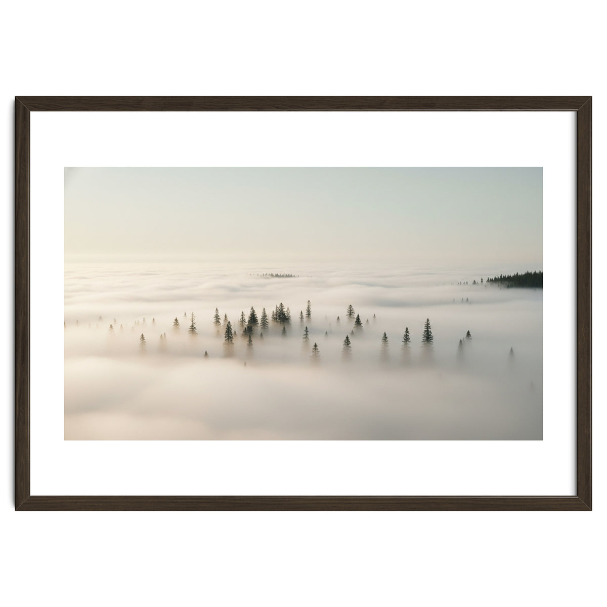 Misty Peaks: Pine Forest Above the Clouds