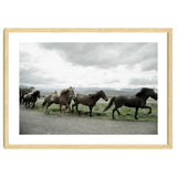 Running horses - Iceland thumbnail