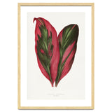 Alexander Francis Lydon & Benjamin Fawsett – Pink Dracaena Terminalis Leaf (1865) thumbnail