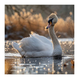 Majestic Swan On Calm Water During Sunset Nature Scene (Print Only) thumbnail