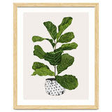 Fiddle Leaf Fig Tree Plant thumbnail