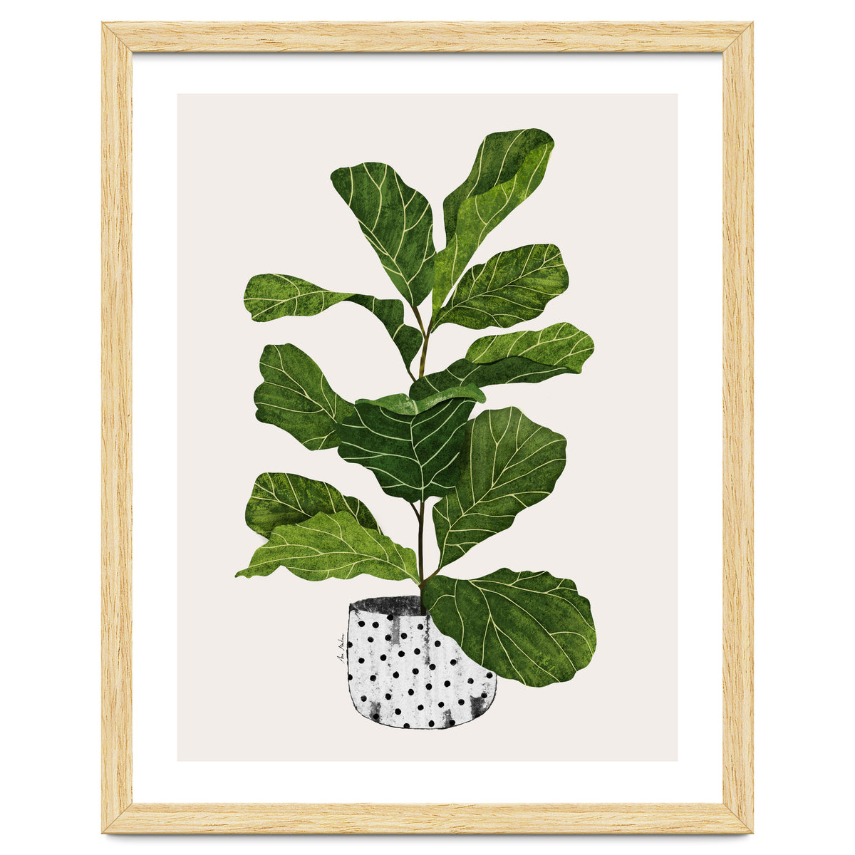 Fiddle Leaf Fig Tree Plant