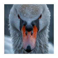 Close Up Of A Swan's Face With Water Droplets (Print Only)