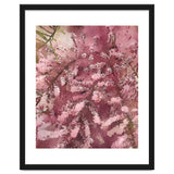 Pink Blossom thumbnail