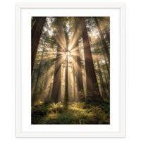 Ethereal Redwood Sanctuary: Sunbeams in the Ancient Forest