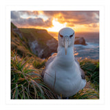 Albatross Bird On Grassy Cliff At Sunset (Print Only) thumbnail