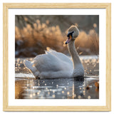 Majestic Swan On Calm Water During Sunset Nature Scene thumbnail