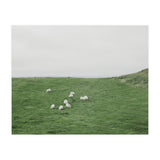 A flock of Sheep in the Green Hill - Iceland  (Print Only) thumbnail