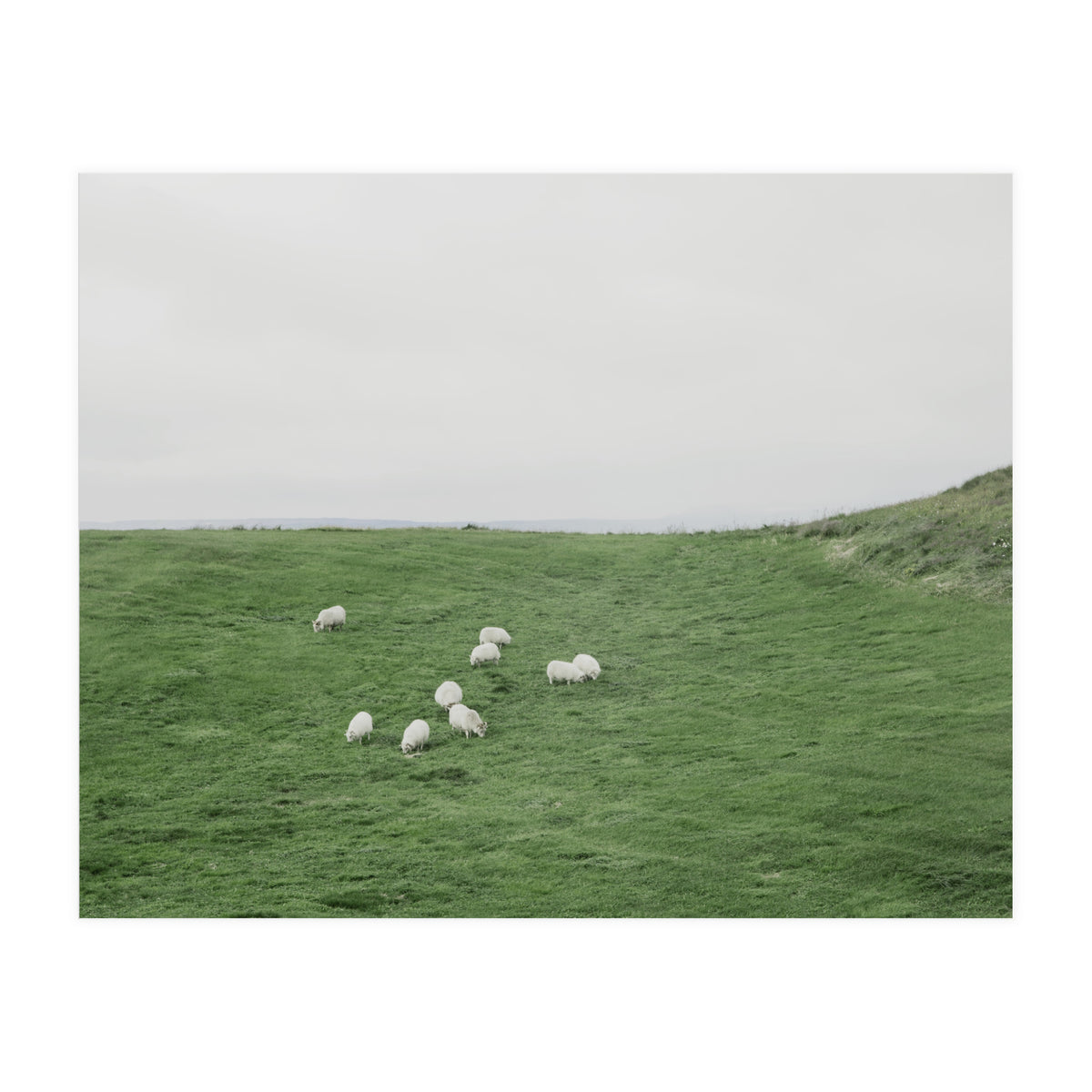 A flock of Sheep in the Green Hill - Iceland  (Print Only)