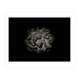Backyard Flowers In Black And White No 81 with Border (Print Only) thumbnail