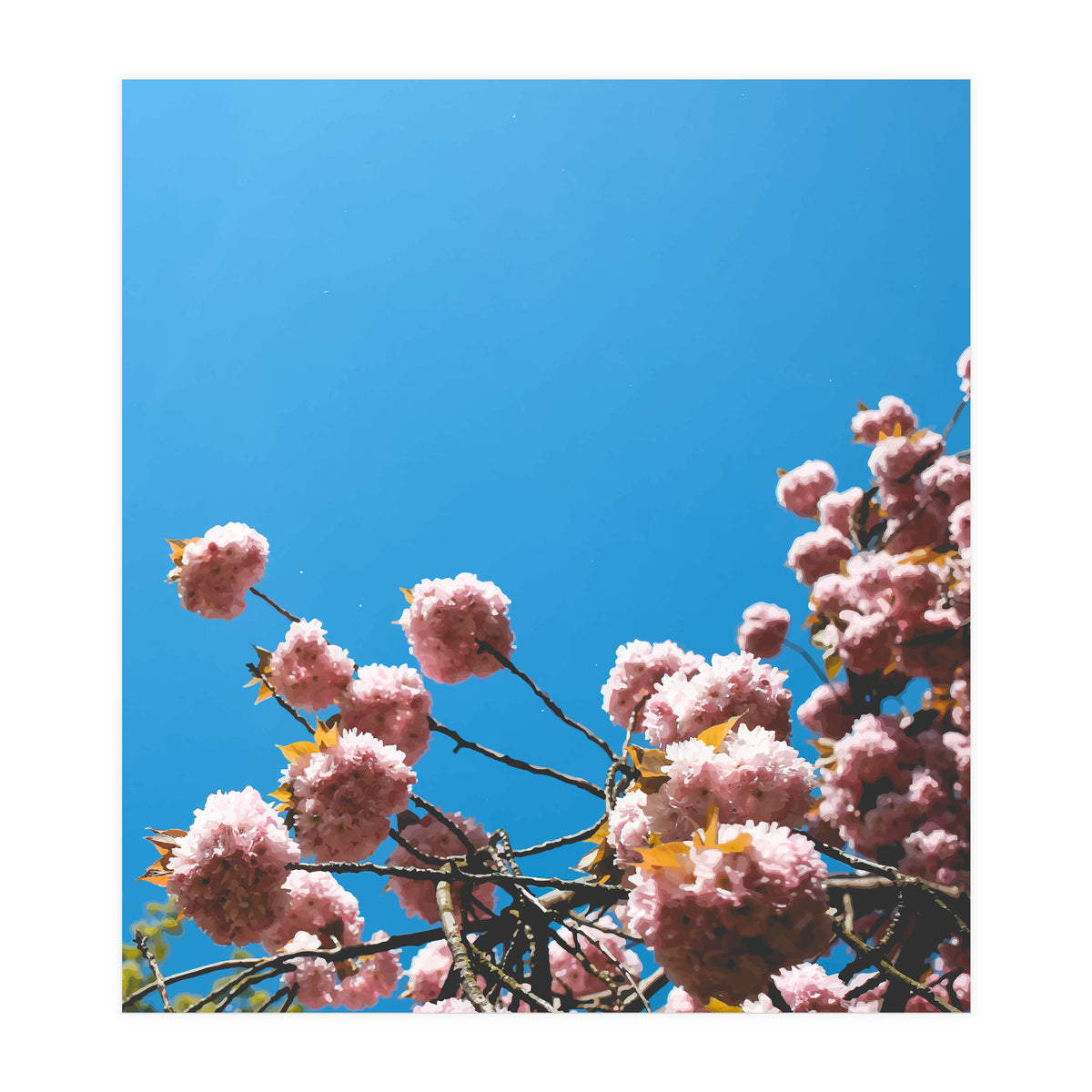 Pink Summer (Print Only)