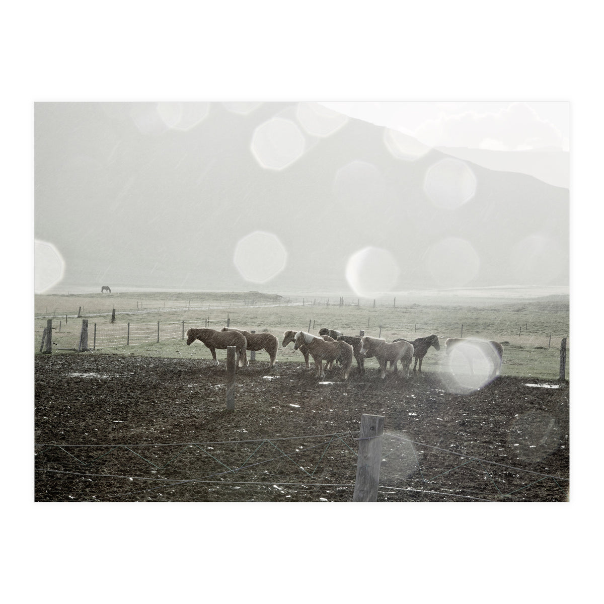 Horses under the sun shower - Iceland (Print Only)